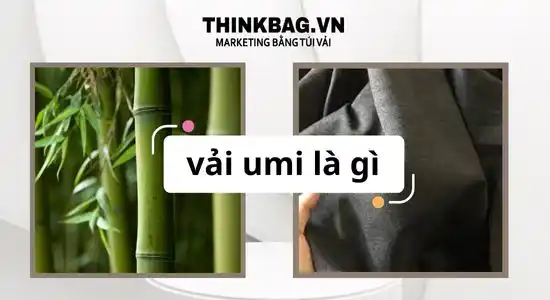 vải umi là gì